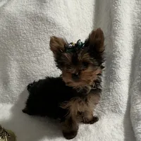 Elmo, a male Yorkshire Terrier for sale in Grand Island, NE – Photo 5 of 5