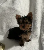 Elmo, a male Yorkshire Terrier for sale in Grand Island, NE – Photo 5 of 5