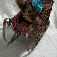 Pippy, a female Yorkshire Terrier for sale in Grand Island, NE – Photo 1 of 5