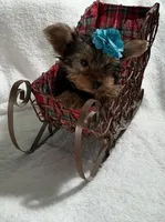 Pippy, a female Yorkshire Terrier for sale in Grand Island, NE – Photo 1 of 5