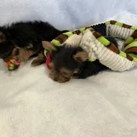 Pippy, a female Yorkshire Terrier for sale in Grand Island, NE – Photo 4 of 5