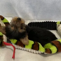 Pippy, a female Yorkshire Terrier for sale in Grand Island, NE – Photo 3 of 5