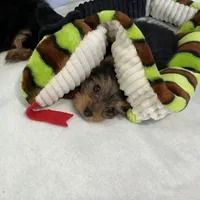 Pippy, a female Yorkshire Terrier for sale in Grand Island, NE – Photo 2 of 5