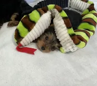 Pippy, a female Yorkshire Terrier for sale in Grand Island, NE – Photo 2 of 5