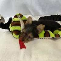 Pippy, a female Yorkshire Terrier for sale in Grand Island, NE – Photo 5 of 5