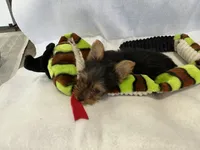 Pippy, a female Yorkshire Terrier for sale in Grand Island, NE – Photo 5 of 5