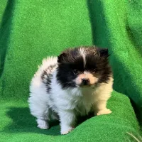 Moonshadow, a female Pomeranian for sale in Grand Island, NE – Photo 3 of 6