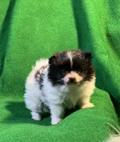 Moonshadow, a female Pomeranian for sale in Grand Island, NE – Photo 3 of 6