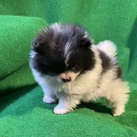 Moonshadow, a female Pomeranian for sale in Grand Island, NE – Photo 6 of 6