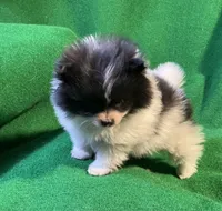 Moonshadow, a female Pomeranian for sale in Grand Island, NE – Photo 6 of 6