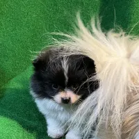 Moonshadow, a female Pomeranian for sale in Grand Island, NE – Photo 2 of 6