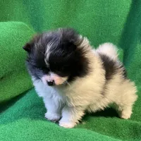 Moonshadow, a female Pomeranian for sale in Grand Island, NE – Photo 1 of 6