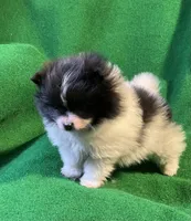 Moonshadow, a female Pomeranian for sale in Grand Island, NE – Photo 1 of 6