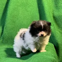 Moonshadow, a female Pomeranian for sale in Grand Island, NE – Photo 4 of 6