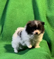 Moonshadow, a female Pomeranian for sale in Grand Island, NE – Photo 4 of 6