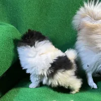 Moonshadow, a female Pomeranian for sale in Grand Island, NE – Photo 5 of 6