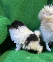 Moonshadow, a female Pomeranian for sale in Grand Island, NE – Photo 5 of 6