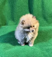 Possum, a male Pomeranian for sale in Grand Island, NE – 1 of 6