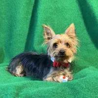 Chippy, a male Yorkshire Terrier for sale in Grand Island, NE – Photo 1 of 3