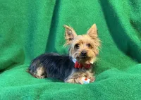 Chippy, a male Yorkshire Terrier for sale in Grand Island, NE – Photo 1 of 3