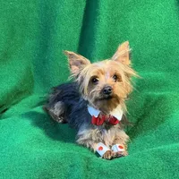 Chippy, a male Yorkshire Terrier for sale in Grand Island, NE – Photo 2 of 3