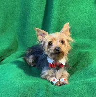 Chippy, a male Yorkshire Terrier for sale in Grand Island, NE – Photo 2 of 3