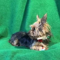 Chippy, a male Yorkshire Terrier for sale in Grand Island, NE – Photo 3 of 3