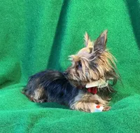 Chippy, a male Yorkshire Terrier for sale in Grand Island, NE – Photo 3 of 3