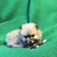 Possum, a male Pomeranian for sale in Grand Island, NE – Photo 3 of 4