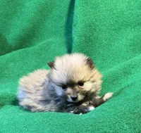 Possum, a male Pomeranian for sale in Grand Island, NE – Photo 3 of 4