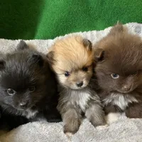 Possum, a male Pomeranian for sale in Grand Island, NE – Photo 2 of 4