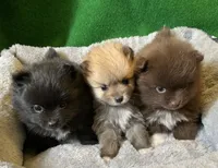 Possum, a male Pomeranian for sale in Grand Island, NE – Photo 2 of 4