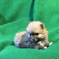 Possum, a male Pomeranian for sale in Grand Island, NE – Photo 4 of 4