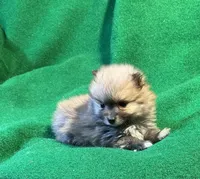 Possum, a male Pomeranian for sale in Grand Island, NE – Photo 4 of 4