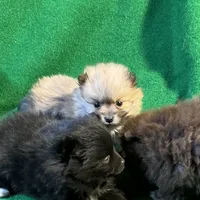 Possum, a male Pomeranian for sale in Grand Island, NE – Photo 1 of 4