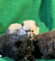 Possum, a male Pomeranian for sale in Grand Island, NE – Photo 1 of 4