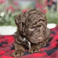 Teddy, a male Labradoodle for sale in Auburn, IN – Photo 1 of 3