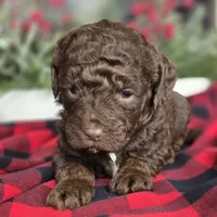 Teddy, a male Labradoodle for sale in Auburn, IN – Photo 2 of 3