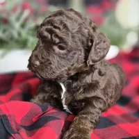 Teddy, a male Labradoodle for sale in Auburn, IN – Photo 3 of 3