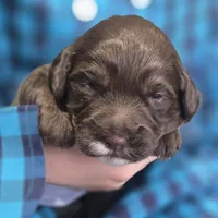 Tank, a male Labradoodle for sale in Auburn, IN – Photo 1 of 3