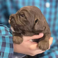 Tank, a male Labradoodle for sale in Auburn, IN – Photo 3 of 3