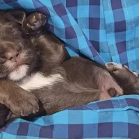 Tank, a male Labradoodle for sale in Auburn, IN – Photo 2 of 3