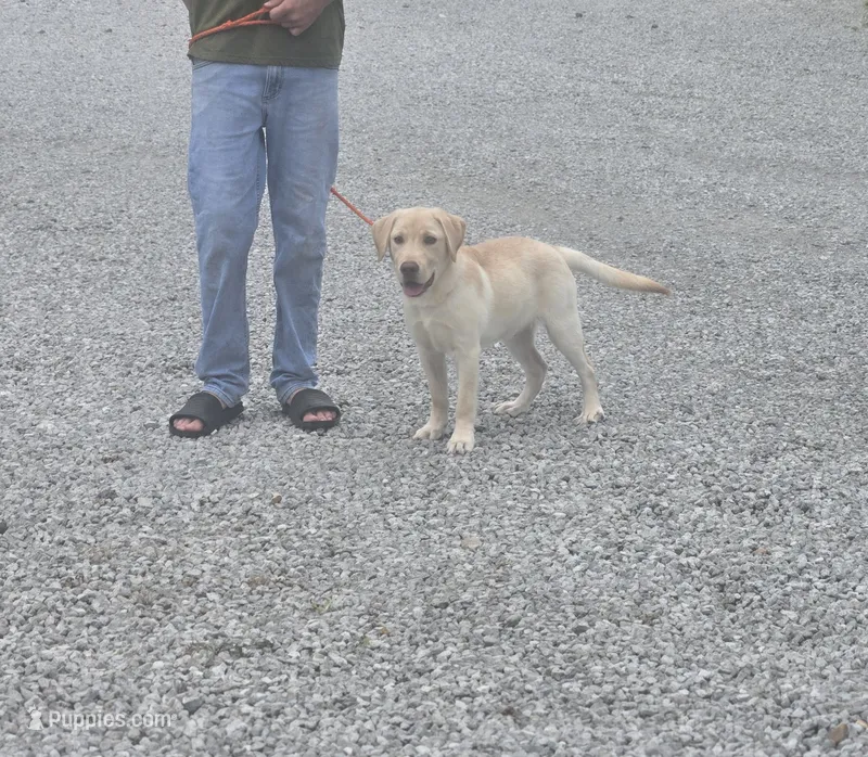 Lil Hunter – Labrador Retriever puppy for sale in Auburn, IN