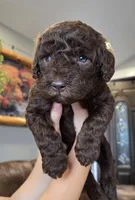 **CYPRESS CREEKS CODY**RSVD**, a male Labradoodle for sale in Auburn, IN – Photo 1 of 3