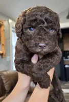 **CYPRESS CREEKS CODY**RSVD**, a male Labradoodle for sale in Auburn, IN – Photo 3 of 3