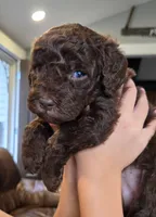 **CYPRESS CREEKS CODY**RSVD**, a male Labradoodle for sale in Auburn, IN – Photo 2 of 3
