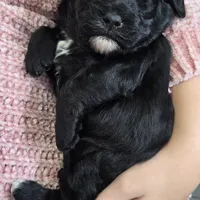 Hope, a female Labradoodle for sale in Auburn, IN – Photo 4 of 4