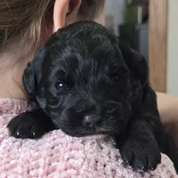 Hope, a female Labradoodle for sale in Auburn, IN – Photo 2 of 4