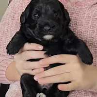Hope, a female Labradoodle for sale in Auburn, IN – Photo 1 of 4
