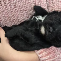 Hope, a female Labradoodle for sale in Auburn, IN – Photo 3 of 4